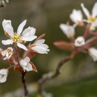 serviceberry