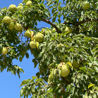 osage orange