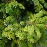 white spruce