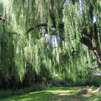 willow
