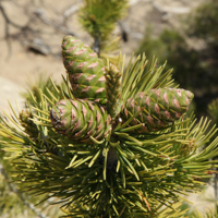 limber pine