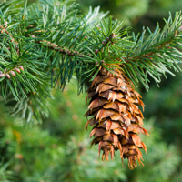 douglas fir