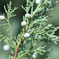 rocky mountain juniper