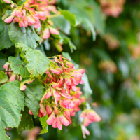 tatarian maple