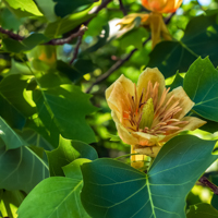 tulip tree