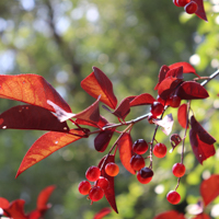 canada red chokecherry