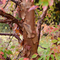 paperback maple