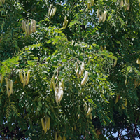 kentucky coffeetree