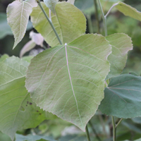 lanceleaf cottonwood
