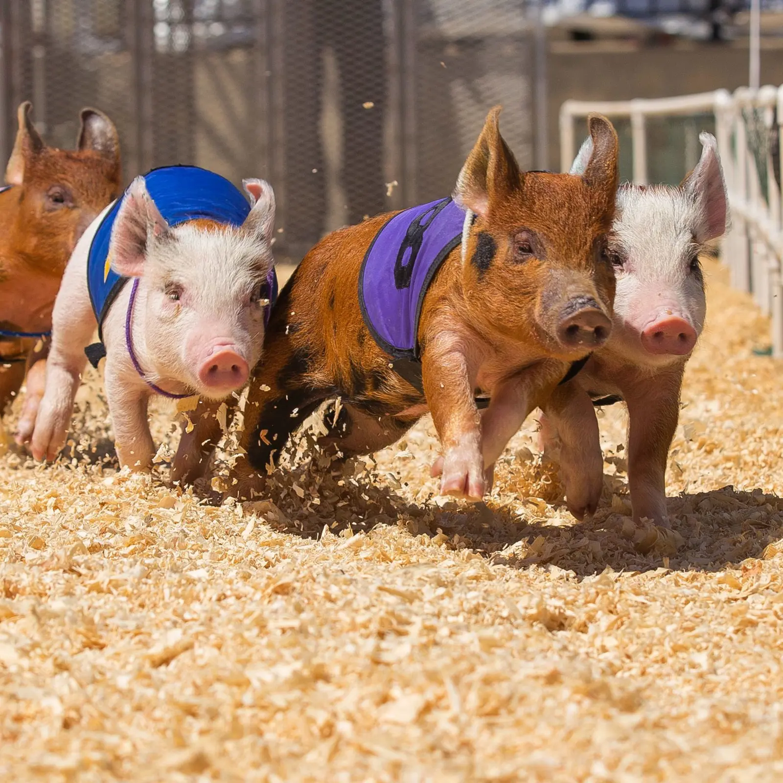 Flying Aces Pig Races | City of Draper