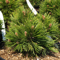 bosnian pine