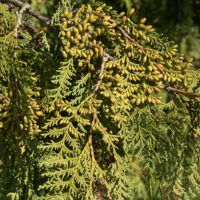 incense cedar