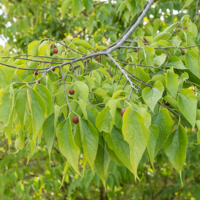 common hackberry
