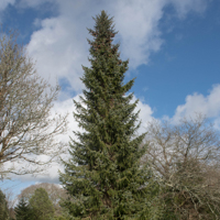 serbian spruce