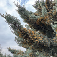 arizona cypress