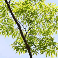 japanese elm