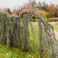 blue atlas cedar