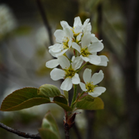 serviceberry