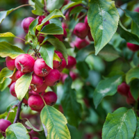 crabapple