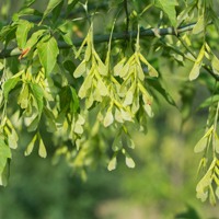 sensation maple