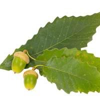 chinkapin oak