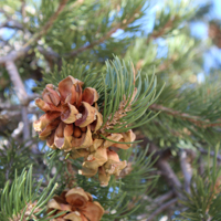 single leaf pinyon pine