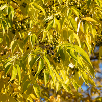 amur cork tree