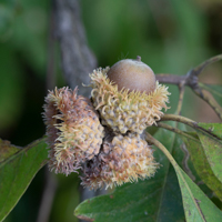 bur oak