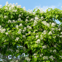 northern catalpa