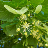 linden