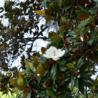 magnolia