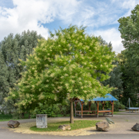 japanese pagoda tree