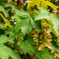 sycamore