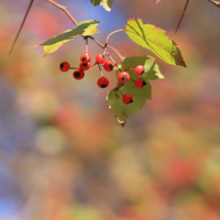 washington hawthorn
