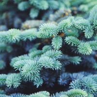 colorado blue spruce