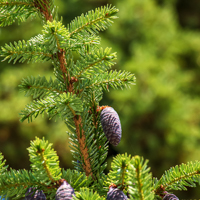 black spruce