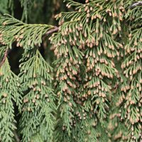 alaskan cedar