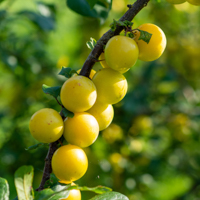 flowering plum