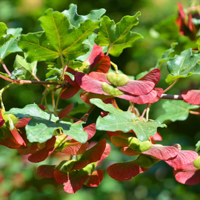hedge maple