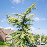deodar cedar