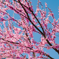eastern redbud