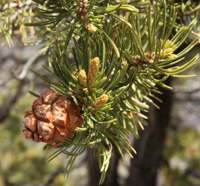 pinyon pine