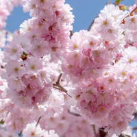flowering cherry