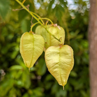 goldenrain tree