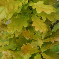 columnar oak