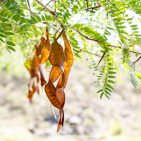 honeylocust