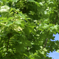 shantung maple