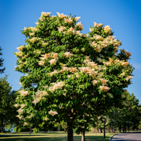 japanese tree lilac