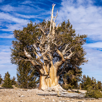 bristlecone pine
