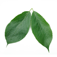 hardy rubber tree
